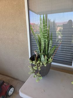 Large Mixed Succulent Arrangement