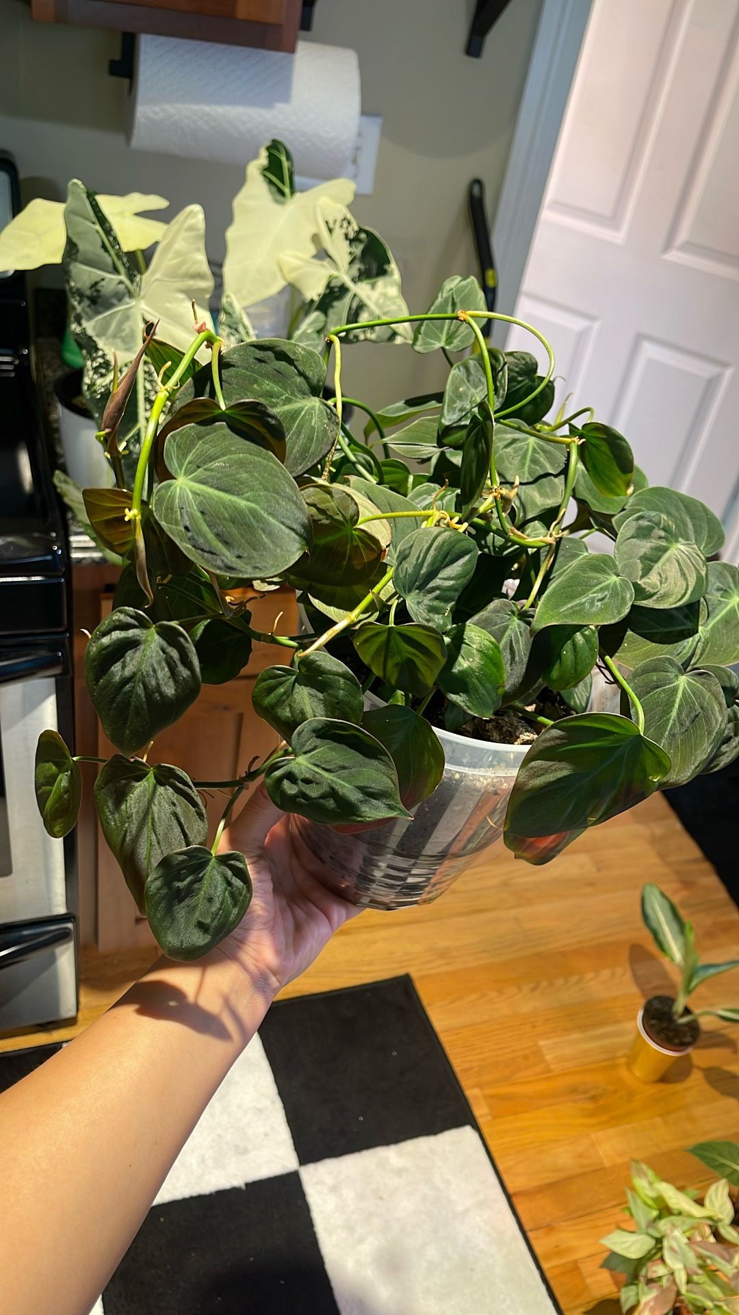 Philo Micas Live Plant