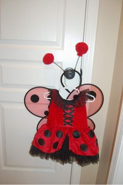 2T Ladybug