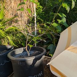 Oscar Mulberry Tree 20 Gallon 