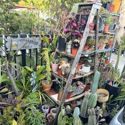 Plants 🪴🪴🌵🌵🌷🌷🌹🌹1 dlrs Up