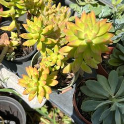 Coopertone Succulent Full Sun Lover