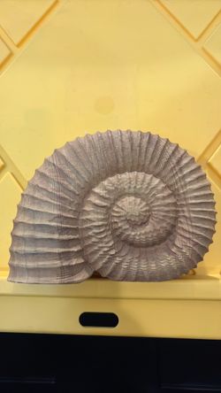 Wood Seashell Decor