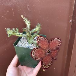 4” Stapelia Persian Carpet