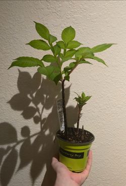 Corpse Flower relative: Amorphallus konjac (Dwarf Titan Lily)!