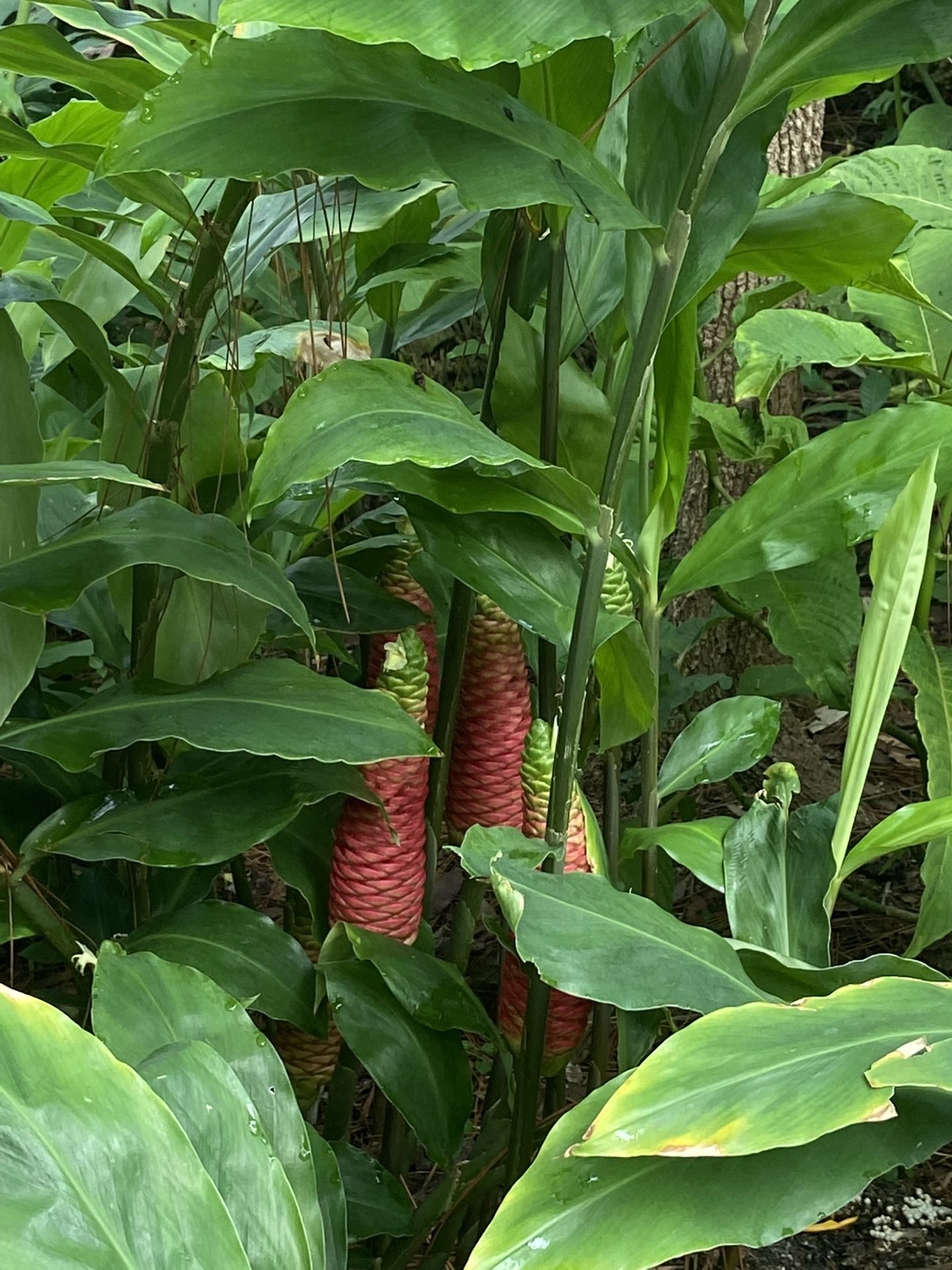 GINGER AND COSTUS PLANTS