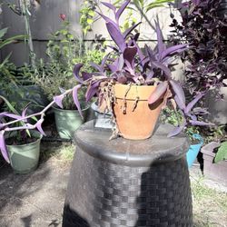 Purple Heart Plant