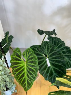 Philodendron verrucosum