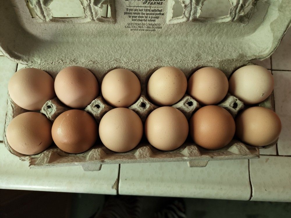 Organic Eggs For Sale Buy 2 Get 1 ,free