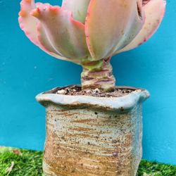 Rare Echeveria Dick Wright bonsai old trunk Live Rooted , get 2 free succulent cuttings 