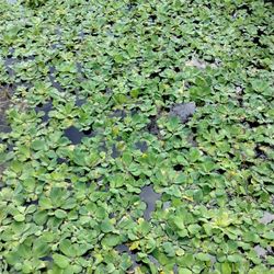 Water Lettuce Floating Aquarium Plants