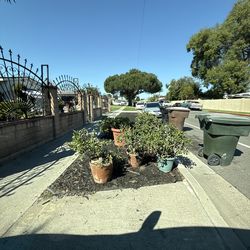 plants still free!!!