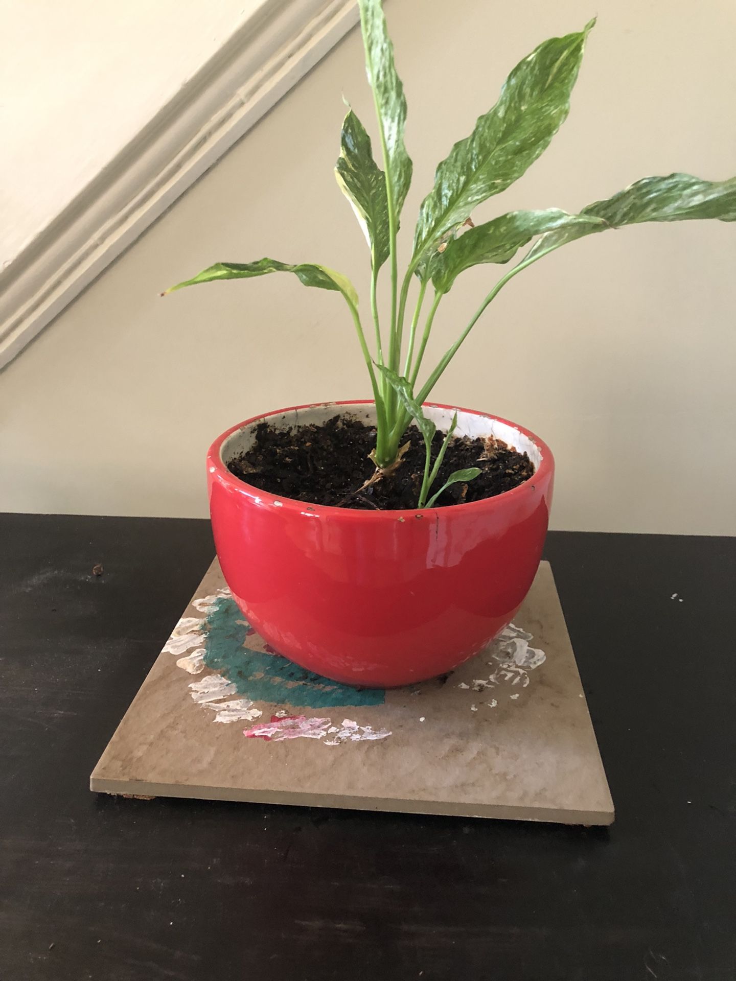 Peace Lily Beautiful Live Plant In a Red ceramic pot