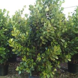 SALE!  HUGE CLUSIA PLANT IN 25 GALLONS FOR ONLY $95  OPEN TODAY