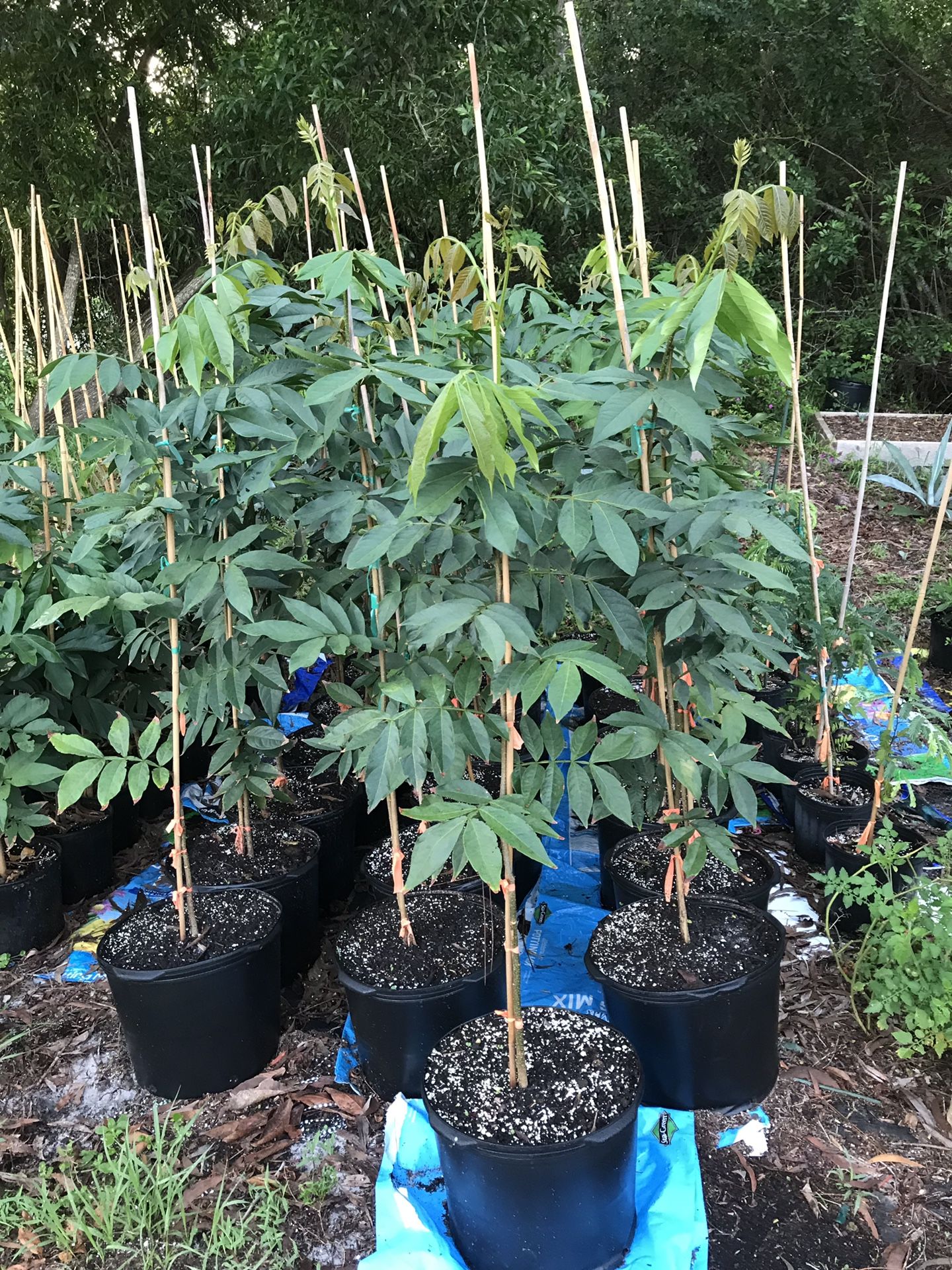 Vanilla Ice Cream Bean Tree for Sale in Port St. Lucie, FL OfferUp