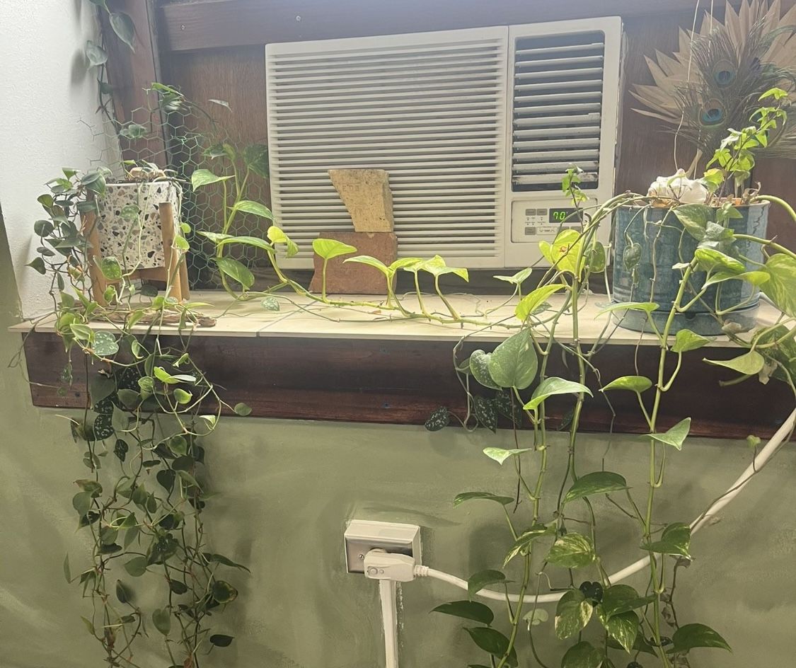 Plant Sale $20 For All