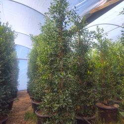 Ficus Nitida 9ft Tall25 Gallons 