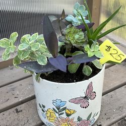 Succulent Planter