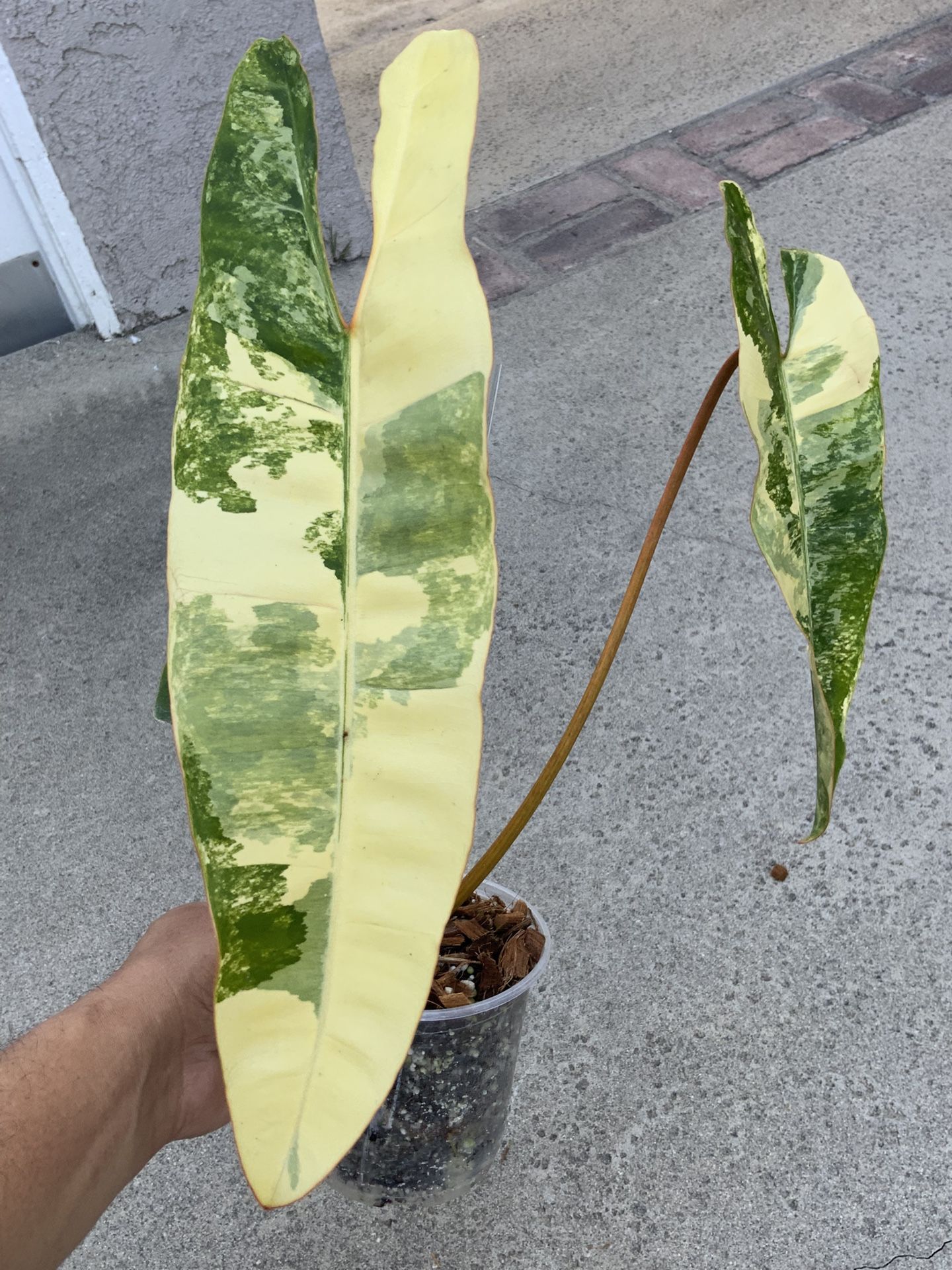 Philodendron Billietiae Variegated Top Cut Rooted