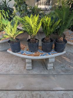 Sago Palm Plants Set of 4