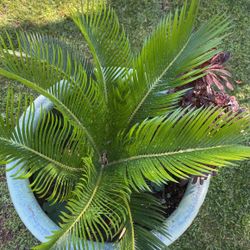 Sago Palm