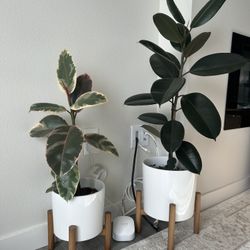 2 Rubber Plants