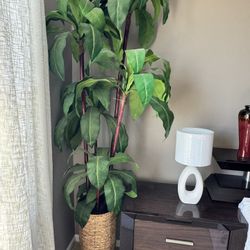 Plant