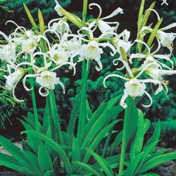 Pack 2 Spider Lily Plants 3 Gallon Fully Grown