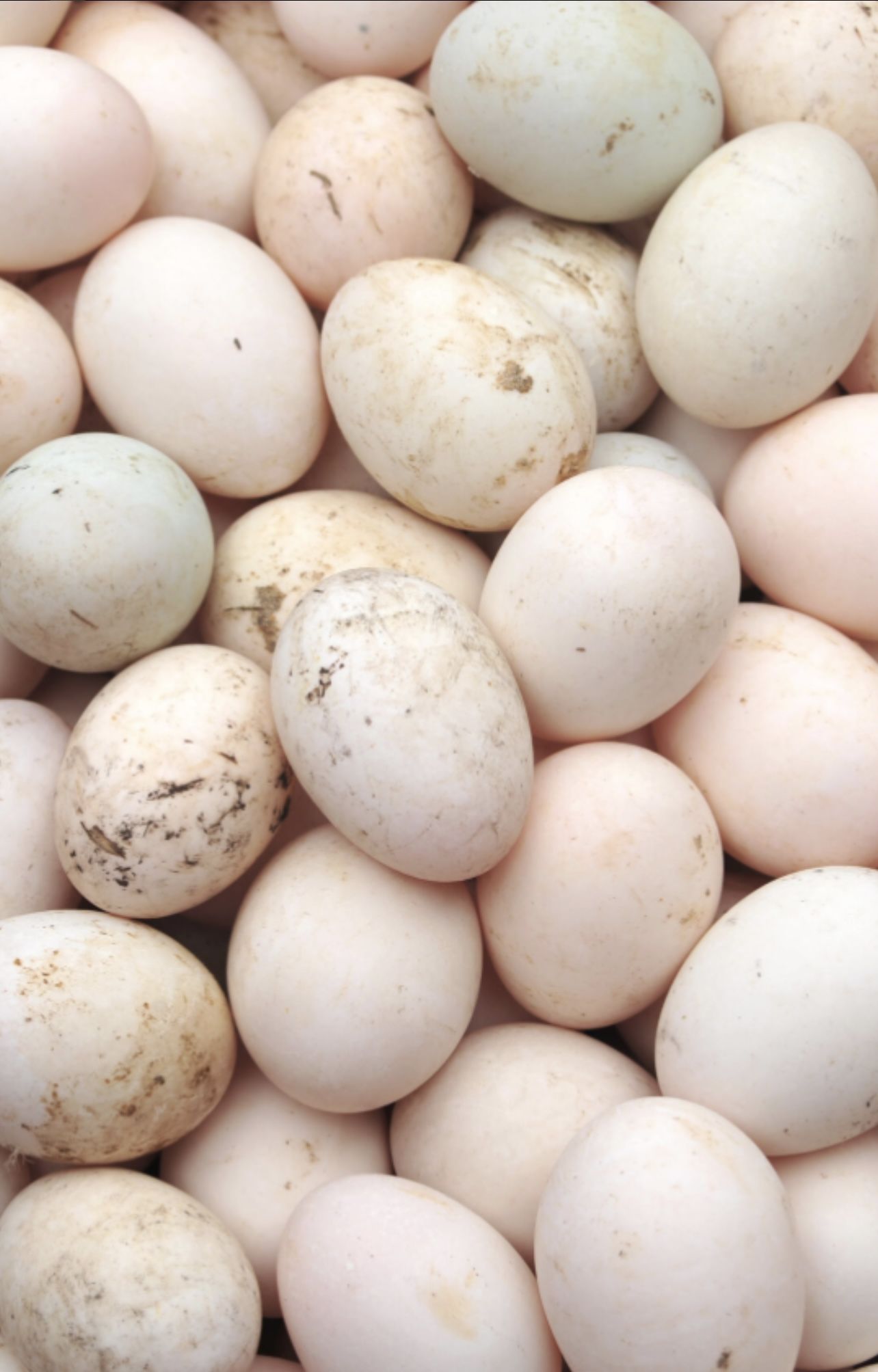 Fresh Duck Egg