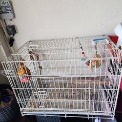 Bird Cage