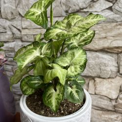 Nephthytis Bushy House Plant In Cute Ceramic 5.5"H Pot.