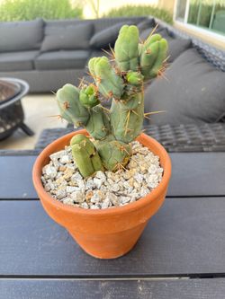 Penis Cactus - TBM Form A