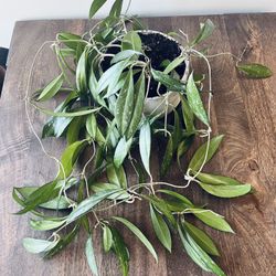 Hoya plant in 6" concrete pot