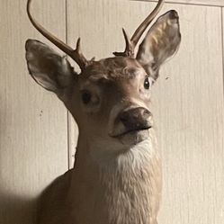Deer Taxidermia  Shoulder Mount 