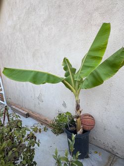 Dwarf Nam Wah Banana Plant Namwah Fruit