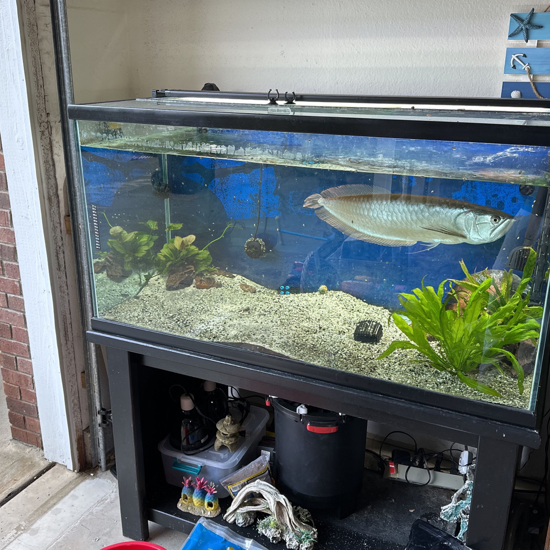 Fish Tank Set Up With Fish 