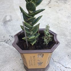 Succulent Potted