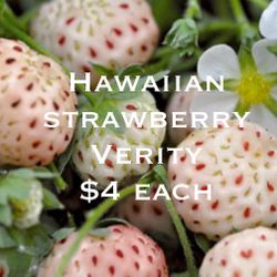 Plant starts strawberry white $4 each