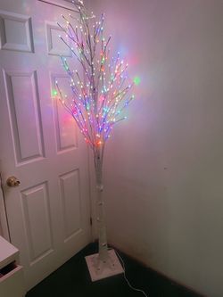 8 foot high birch tree