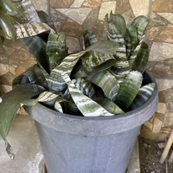 Potted Snake Plant