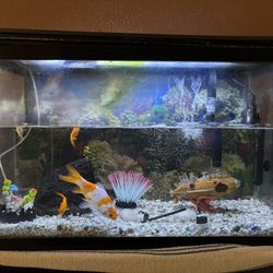 Fish Tank Kit