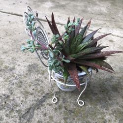 Aloe succulents & ice plants in a small cute white metal chair