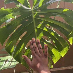 OBO Monstera Plant with Trellis and decorative pot