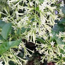 Night Blooming Jasmine Plant