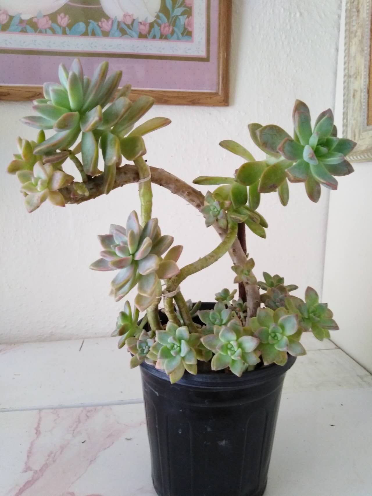 Graptopetalum paraguayense