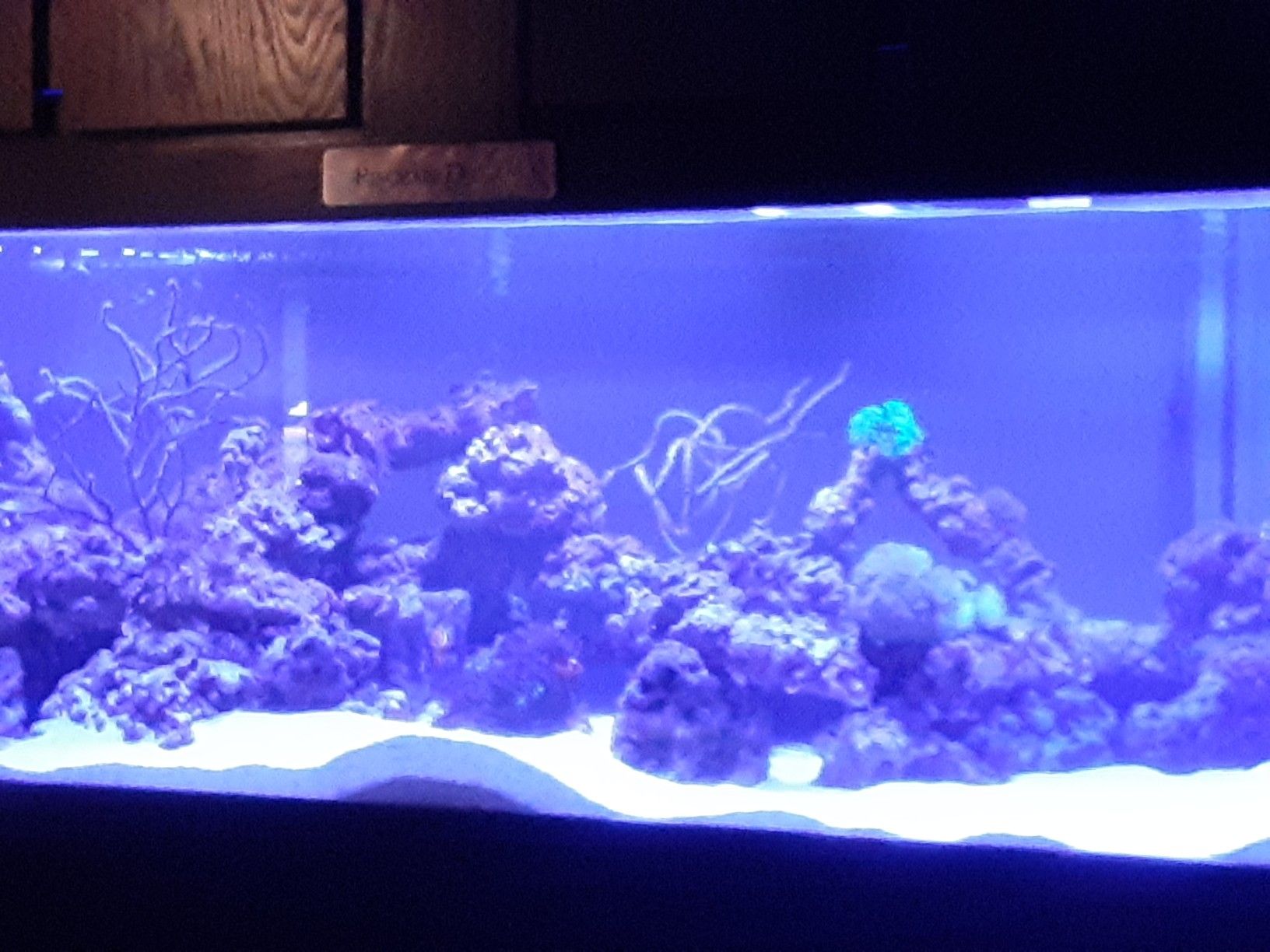 Price reduced!! Fully established 165 gallon saltwater reef aquarium for Sale in Bradenton, FL