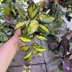 4” Hoya Exotica Tricolor