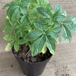 Small Pot Of A Group Of Cleome Flowers, Perennial, Come Back Every Year, Has Various Color Flowers, Grows About 18 Inches Tall