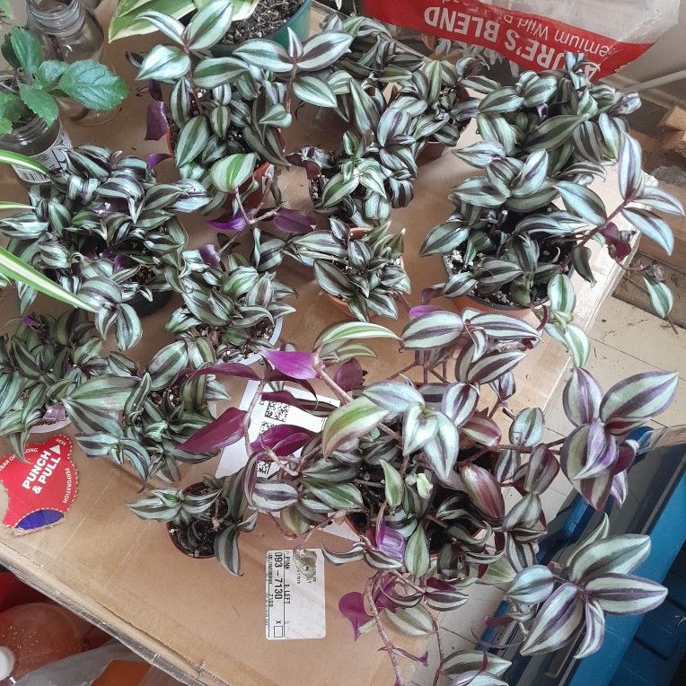 Wandering Dude/Jew Potted Plants Ranging Between $2- $5