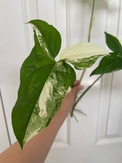 Albo Syngonium plant CUTTING